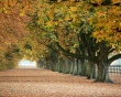 Autumn everywhere Wallpaer