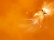 Orange Yakuda Wallpaer