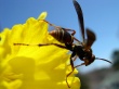 Bee on flower Wallpaer