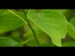 Chinese tallow Wallpaer