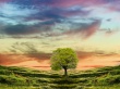 Comfortably Numb Wallpaer