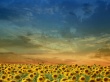 The bees field Wallpaer