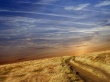 Belong Wallpaer