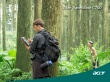 Acer in forest Wallpaer