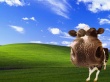 Cow bliss Wallpaer