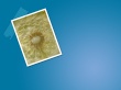 Nice flower Wallpaer