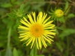 Yellow flower #3 Wallpaer