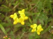 Yellow flowers #4 Wallpaer