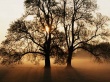 Vista tree Wallpaer