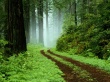 Vista forest Wallpaer