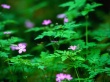 Forest flowers Wallpaer