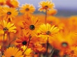 Vista garden flowers Wallpaer