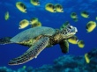 Green sea turtle Wallpaer
