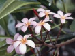 Hibiscus flowers Wallpaer