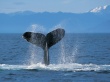 Humpback whale Wallpaer