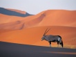 Oryx Antelope Wallpaer