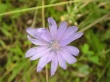 Purple flower #1 Wallpaer