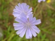Purple flowers #2 Wallpaer