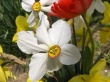 White spring flower Wallpaer