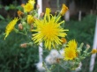 Yellow flower #2 Wallpaer