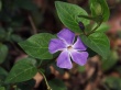 Vinca Wallpaer