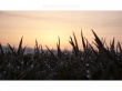 Morning sun Wallpaer