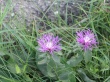 2 flowers Wallpaer