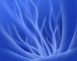 Ocean deep Wallpaer