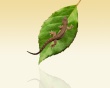 Lizard and leaf Wallpaer