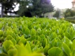 Great green Wallpaer