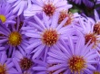 Water and flowers Wallpaer