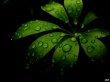 Water on my leafs Wallpaer
