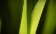 Green leafs Wallpaer