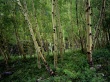 Birch forest Wallpaer