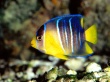 Blue Angelfish Wallpaer