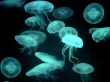Drifters jellyfish Wallpaer