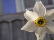 White flower #3 Wallpaer