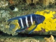 Eastern blue devil Wallpaer