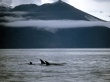 Orca whales family Wallpaer