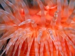 Anemone tentacles Wallpaer