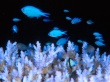 Blue damselfish Wallpaer