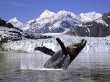 Humpback whale 2 Wallpaer