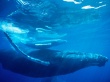 Humpback whale 3 Wallpaer