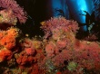Kelp Forest Wallpaer