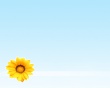 Summer flower Wallpaer
