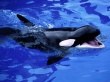 Feed Mel killer whale Wallpaer
