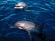 Frolicking dolphins Wallpaer