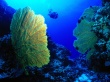 Gorgonian fan Wallpaer
