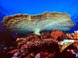 Huge table coral Wallpaer