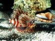 On patrol lionfish Wallpaer